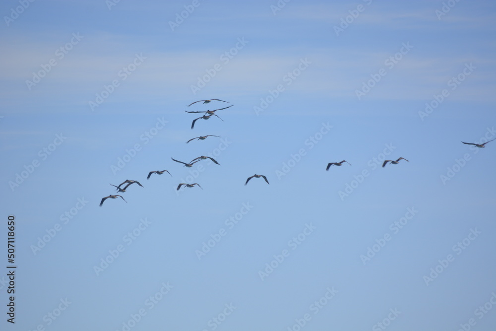 birds in flight