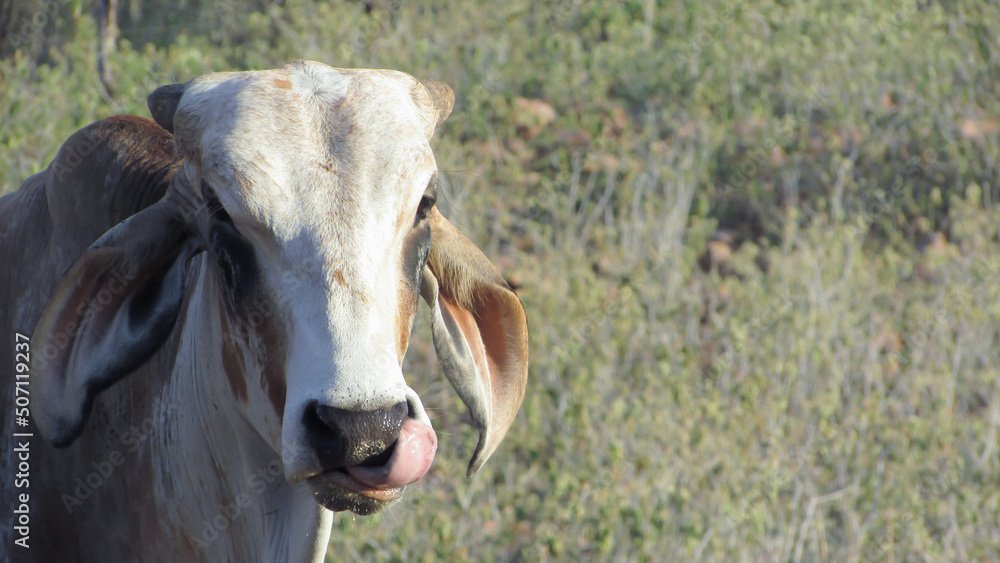 oxen, in the pasture, caatinga environment oxen, in the pasture, caatinga environment