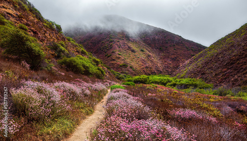 Big Sur Wild Flowers in Bloom photo