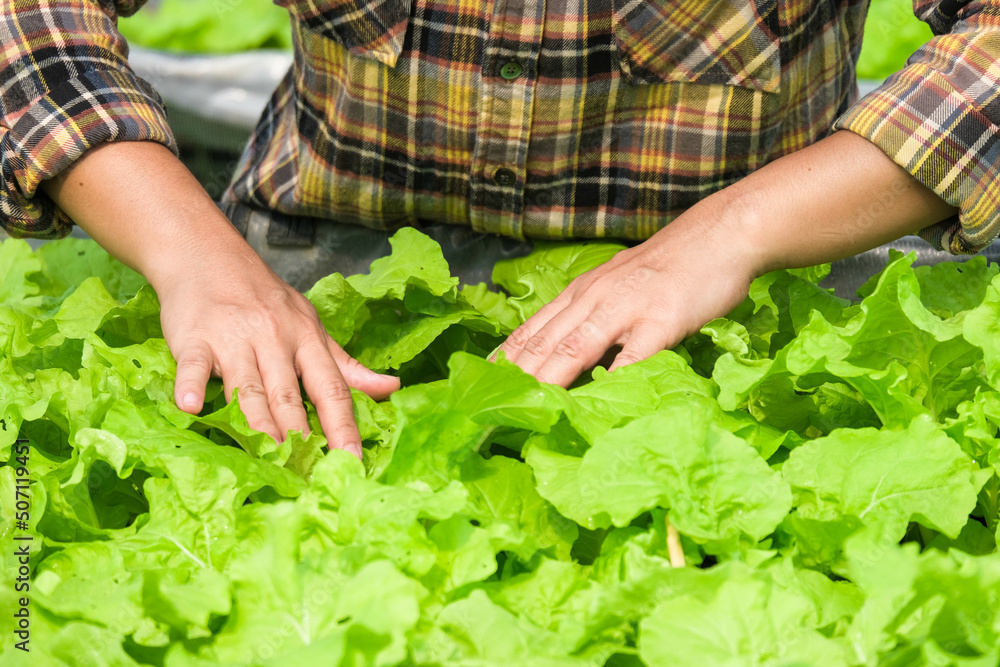 A woman gardener caring for organic vegetable in the home vegetable garden. Female farmer working at her organic farm. Home gardening and grow vegetable concept. A woman gardener caring for organic vegetable in the home vegetable garden. Female farmer working at her organic farm. Home gardening and grow vegetable concept.