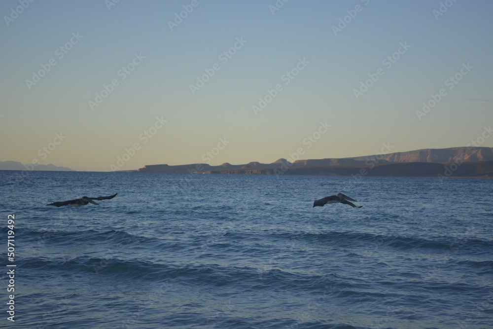 Fototapeta premium dolphins in the sea