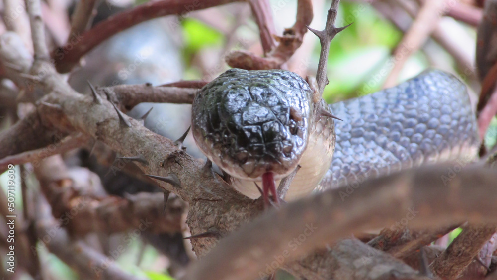 Snake with ticks, parasites on your body Stock Photo Adobe Stock