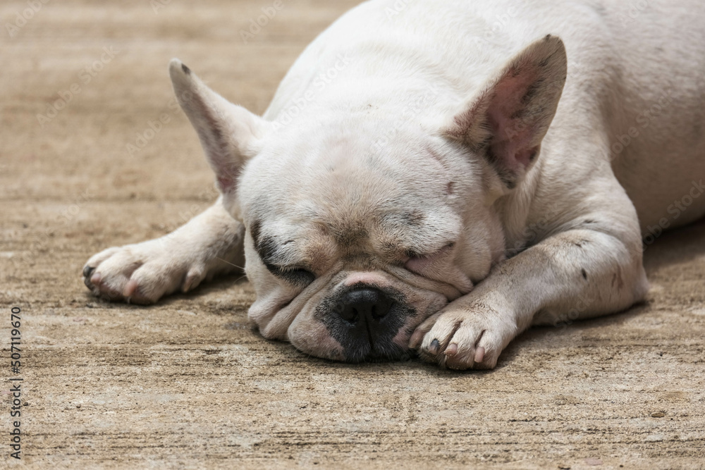 British Bulldog laying down on the floor. Cute pet concept