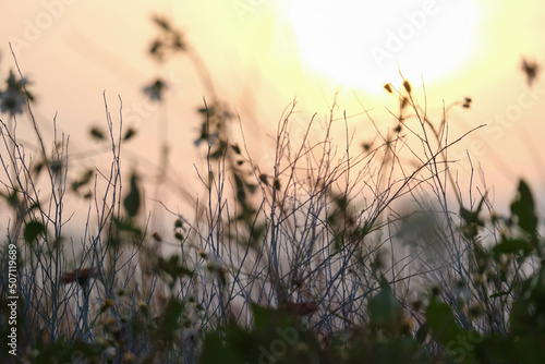 dry grass flowers on sunset sky background. Sun setting in a countryside hay field. Nature background.