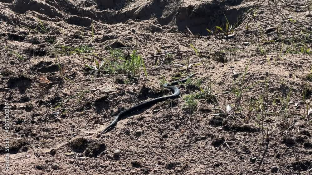 A venomous snake viper crawls on the ground in the park on a spring sunny day A venomous snake viper crawls on the ground in the park on a spring sunny day