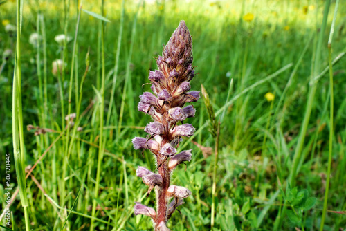 Close up of a Lesser Broomrape (Orobanche minor) growing wild in a meadow in the Dordogne, France
