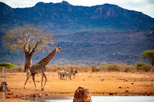 Giraffe photographed on a safari in Kenya. birds sit on the animal in the savannah of Africa. photo