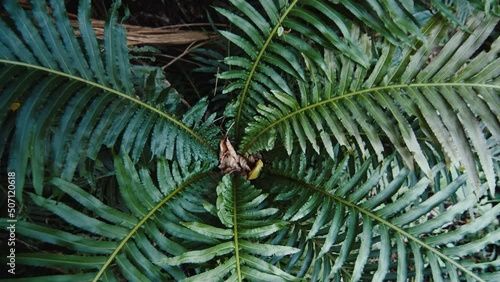 Fern, Polypodiopsida in the tropical forest. Camera moves along the leaves photo
