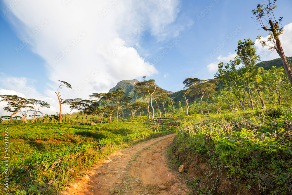 Obraz premium Tea plantation