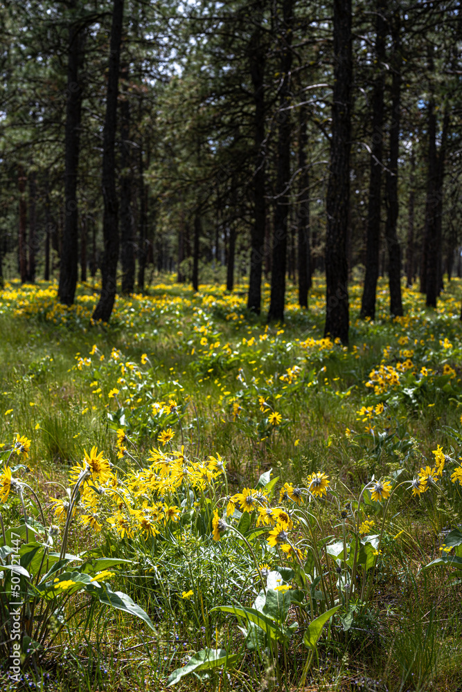 Obraz premium Flowering Arrowleaf Balsamroot (Balsamorhiza sagittata) in Turnbull National Wildlife Refuge, WA
