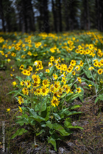 Flowering Arrowleaf Balsamroot (Balsamorhiza sagittata) in Turnbull National Wildlife Refuge, WA photo