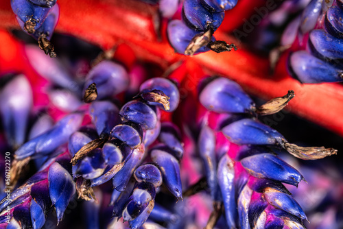 Flowers of Aechmea  Blue Rain  or Aechmea  Blue Tango  Bromeliad