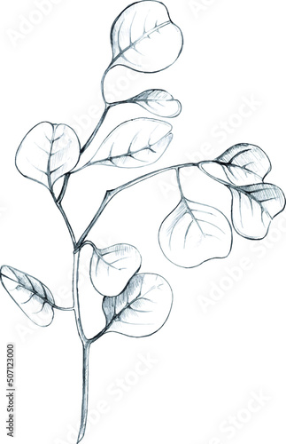 Vector sketch a leaf branch manually on an isolated background