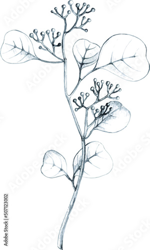 Vector sketch a leaf branch manually on an isolated background
