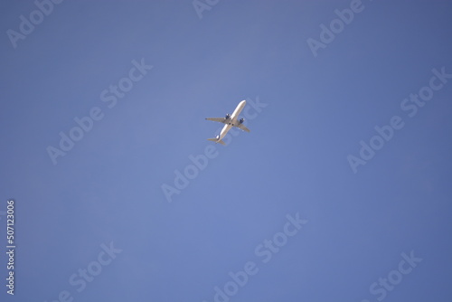 osprey in flight