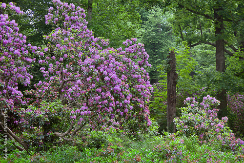 Fototapeta Naklejka Na Ścianę i Meble -  flowering rhododendron bush with lilac flowers in the garden