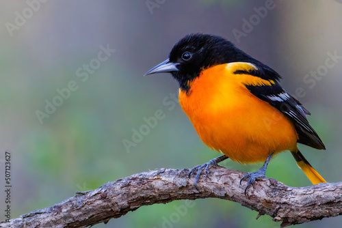 Close up portrait of a Baltimore oriole (Icterus galbula) perched on a tree branch during early spring. Selective focus, background blur and foreground blur. 