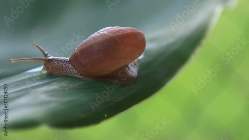 Close up of a snail crawling out of frame leaving a trail of mucin which are used for popular beauty products photo