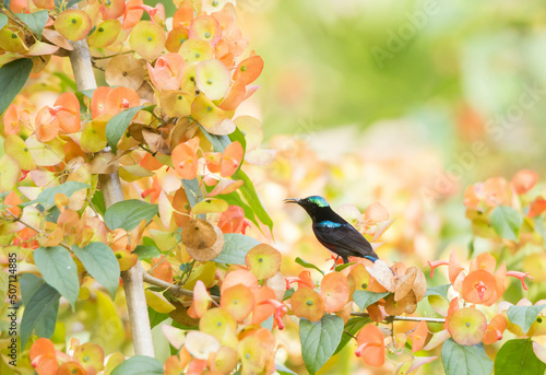 Van Hasselt’s Sunbird