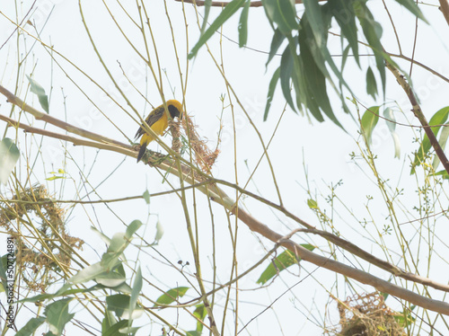 Asian Golden Weaver