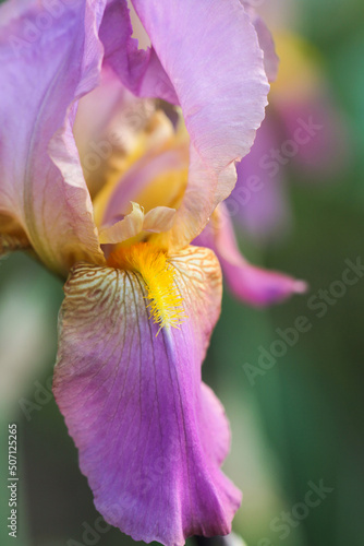 Purple iris grows in a meadow in the garden. Floriculture.