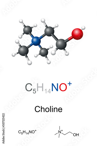 Choline, ball-and-stick model, molecular and chemical formula. Organic compound, essential nutrient for humans and a necessary component in cell membranes. Occurs as a cation that forms various salts.