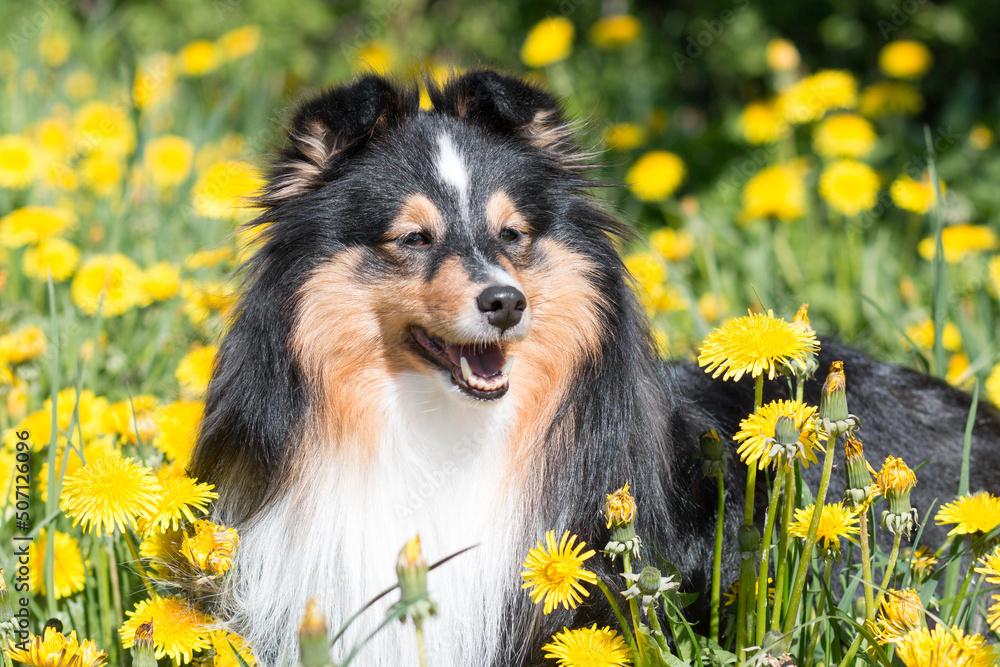 Cute black white shetland sheepdog sheltie sitting outdoors on a