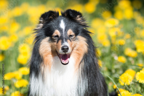 Fototapeta Naklejka Na Ścianę i Meble -  Cute black white shetland sheepdog, sheltie sitting outdoors on a field of green grass with meadows blooming  flowers. Adorable small collie, little lassie portrait in summer time with dandelions