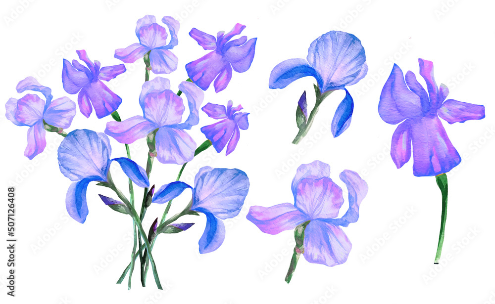 set of iris flowers watercolor illustration