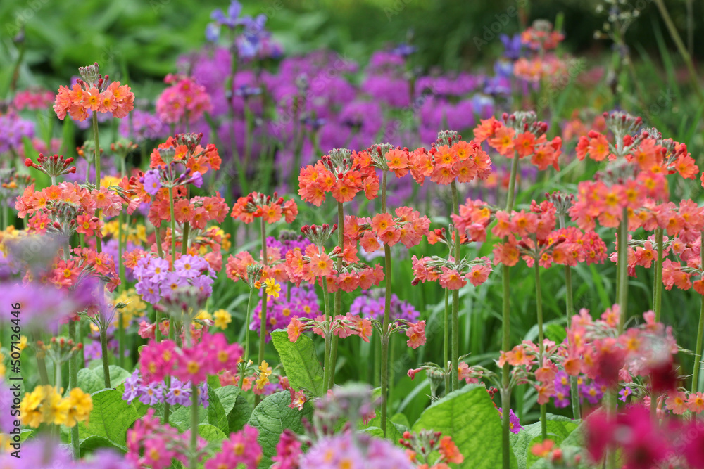 Colourful orange Primrose 'Candelabra' hybrids in flower Colourful orange Primrose 'Candelabra' hybrids in flower