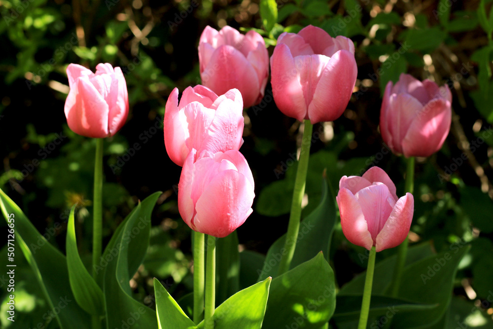 beautiful pink tulips and sunny day