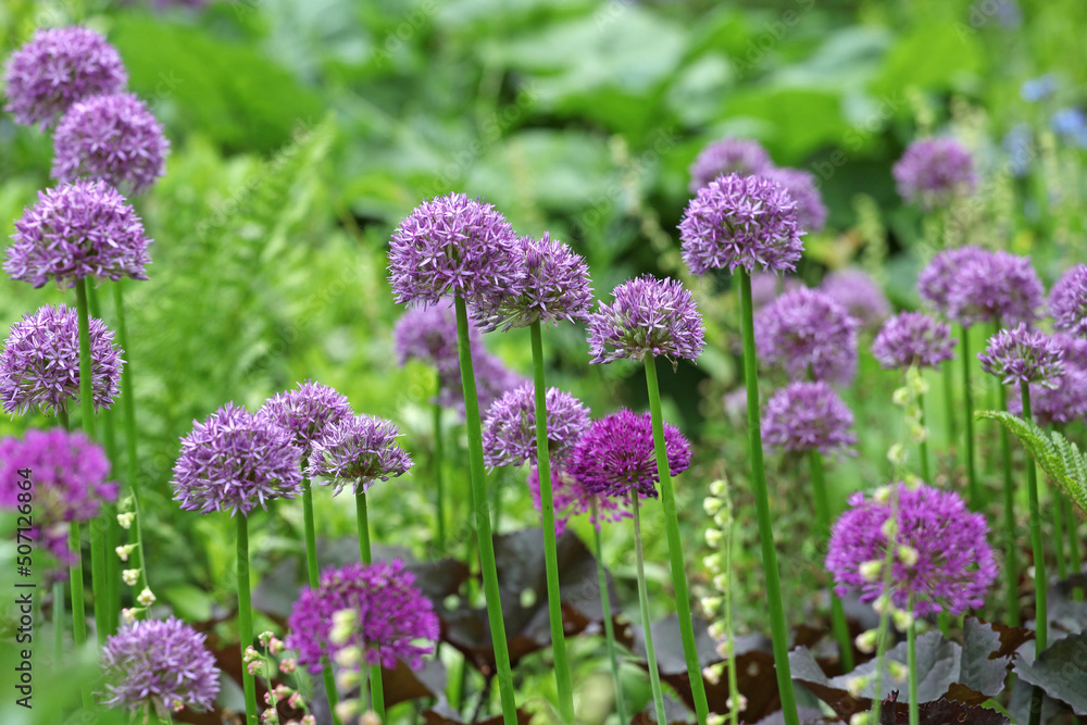Obraz premium Purple allium 'pinball wizard' in flower
