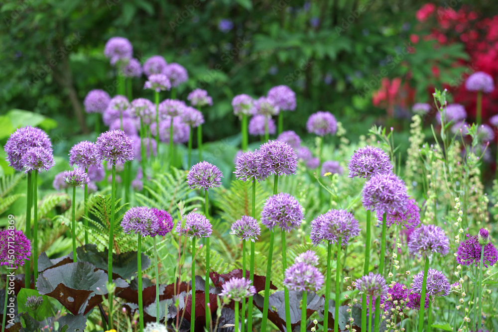 Obraz premium Purple allium 'pinball wizard' in flower