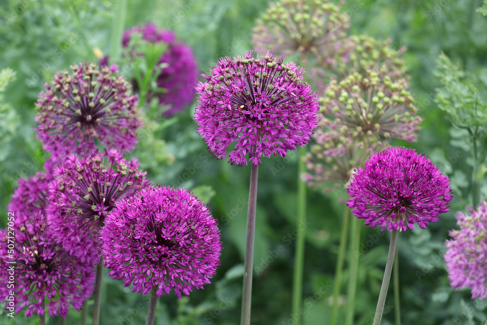 Fototapeta premium Purple allium 'purple sensation' in flower.