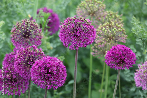Purple allium 'purple sensation' in flower. photo