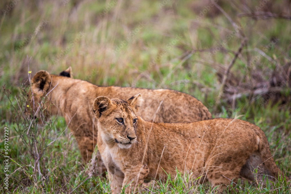 A family of lions with their cubs, Photographed in Kenya, Africa on a safari through the savannah of the national parks. Pictures from a morning game drive