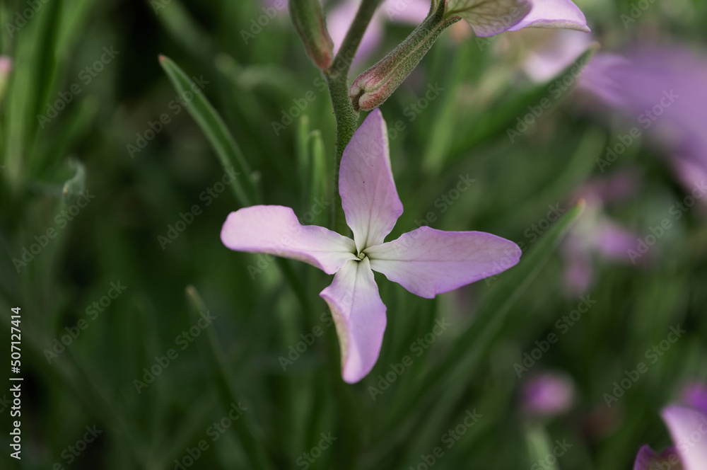 Mathiola flowers close-up. Garden plants that smell at night. Mathiola flowers close-up. Garden plants that smell at night.