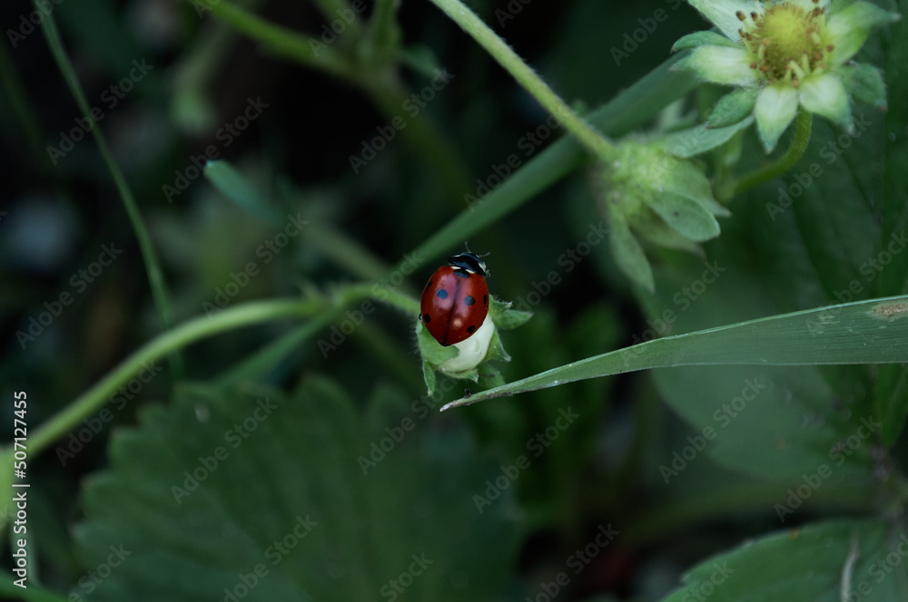 Obraz premium Photo of a ladybug beetle sitting on a leaf of grass. Black and red wings. An insect called Coccinellidae has a convex oval body and is distributed throughout the world.