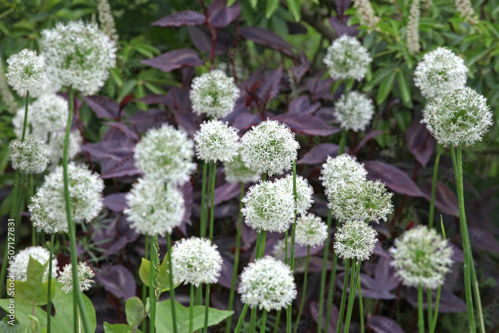 Obraz premium White allium 'Mount Everest' in flower
