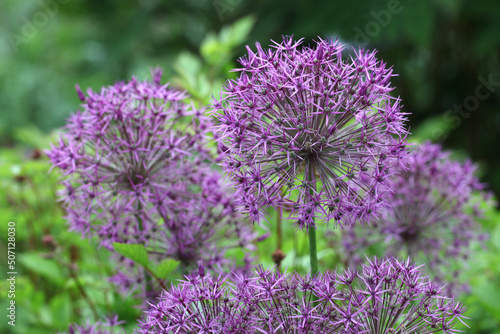 Purple allium  globemaster  in flower