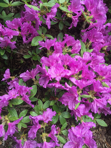 Pink flowers in the garden. Close-up. Nature background.