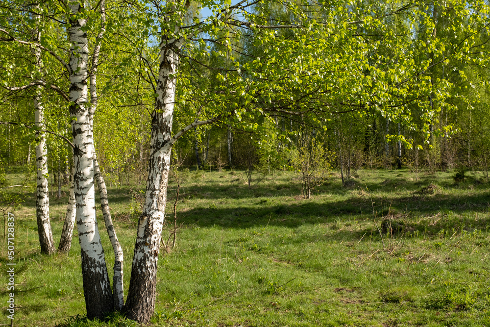 Obraz premium Blooming birches in the sun. Slow motion. Background