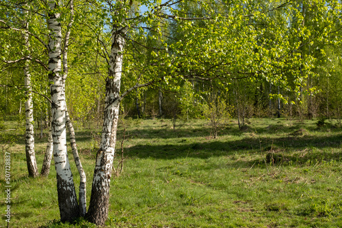 Fototapeta Naklejka Na Ścianę i Meble -  Blooming birches in the sun. Slow motion. Background