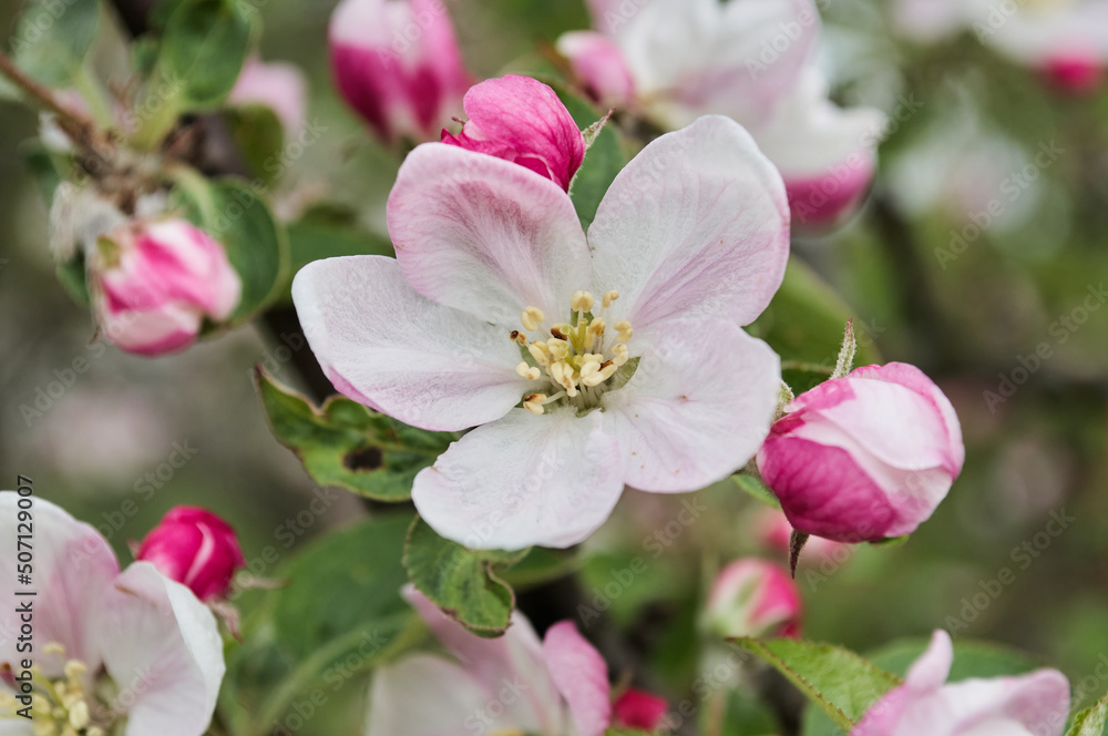 Obraz premium Blooming apple tree in the botanical garden. Pink flowers on tree branches. Walks in the open air. Spend time with family. Leisure. Natural landscape in May.