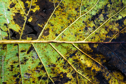 the background texture of leaves dries. dirty texture of yellowing leaf patches
