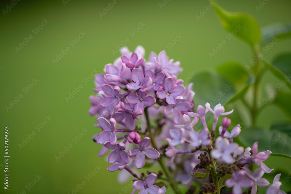 Fototapeta premium lilac flowers