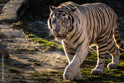 tiger in the zoo