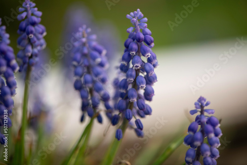 Blue Grape Hyacinth