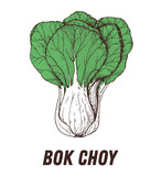 Bok choy sketch. Hand drawn vector illustration. Engraved image. Bok choy vegetable hand drawn sketch.