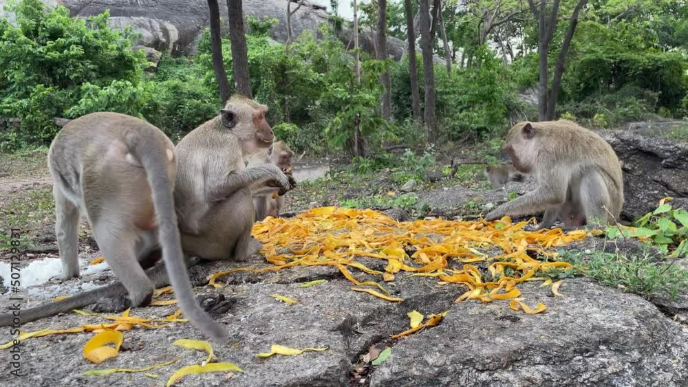 Monkeys eating yellow mango peel skin. Famous tourist attraction Khao Hin Lek Fai hill picturesque rock mountain. Green forest scenery background. Long tail monkey eating mango skin on ground Monkeys eating yellow mango peel skin. Famous tourist attraction Khao Hin Lek Fai hill picturesque rock mountain. Green forest scenery background. Long tail monkey eating mango skin on ground